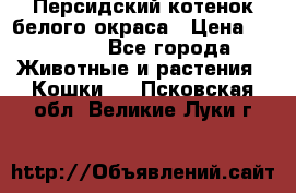 Персидский котенок белого окраса › Цена ­ 35 000 - Все города Животные и растения » Кошки   . Псковская обл.,Великие Луки г.